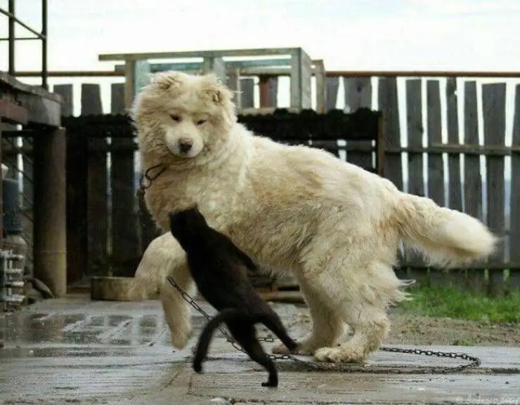 Katz vs Kettenhund.webp