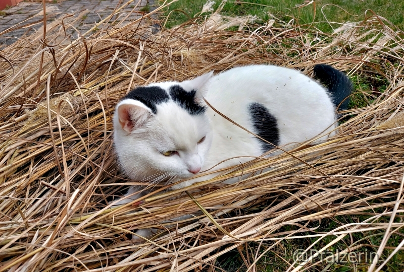 Katze Nele 1.webp