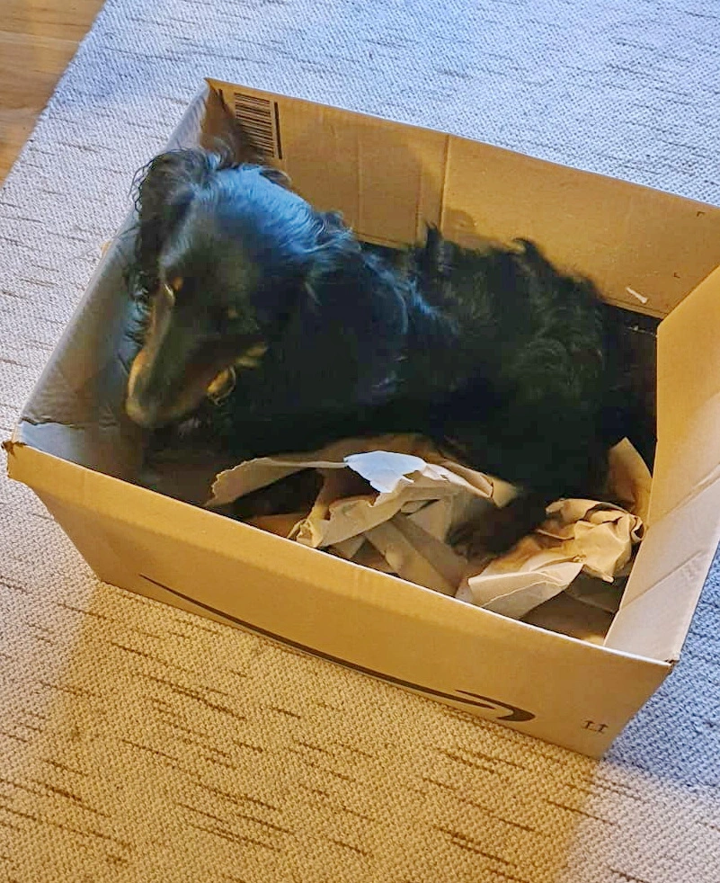 Katze1.jpg