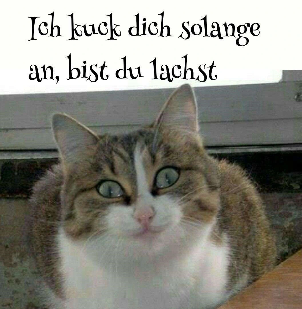 Katze_kuckt.webp