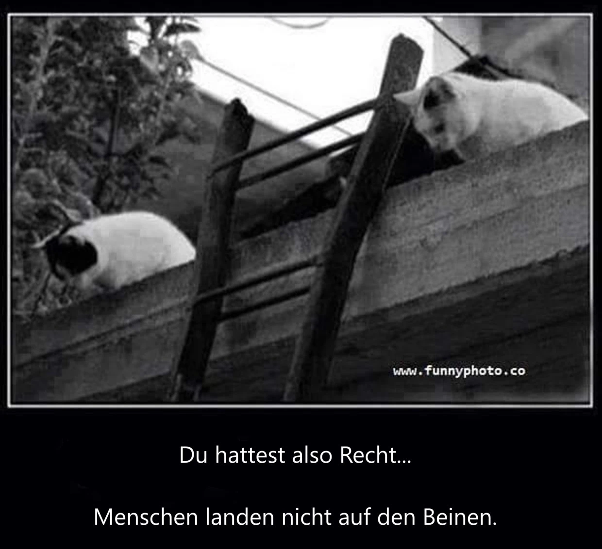 Katze_Menschen_Landung.webp