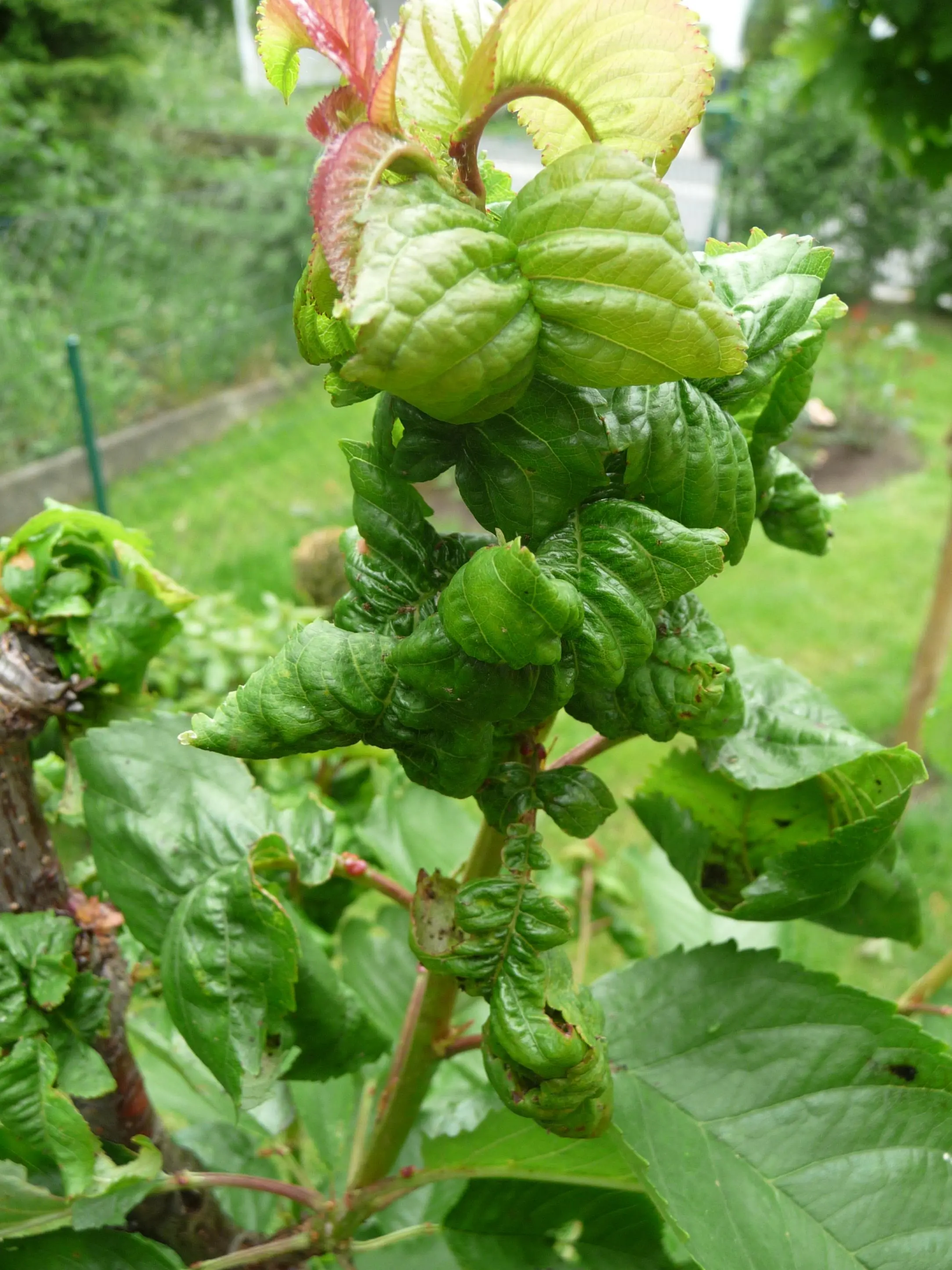 Kirschbaumblätter seltsam eingerollt