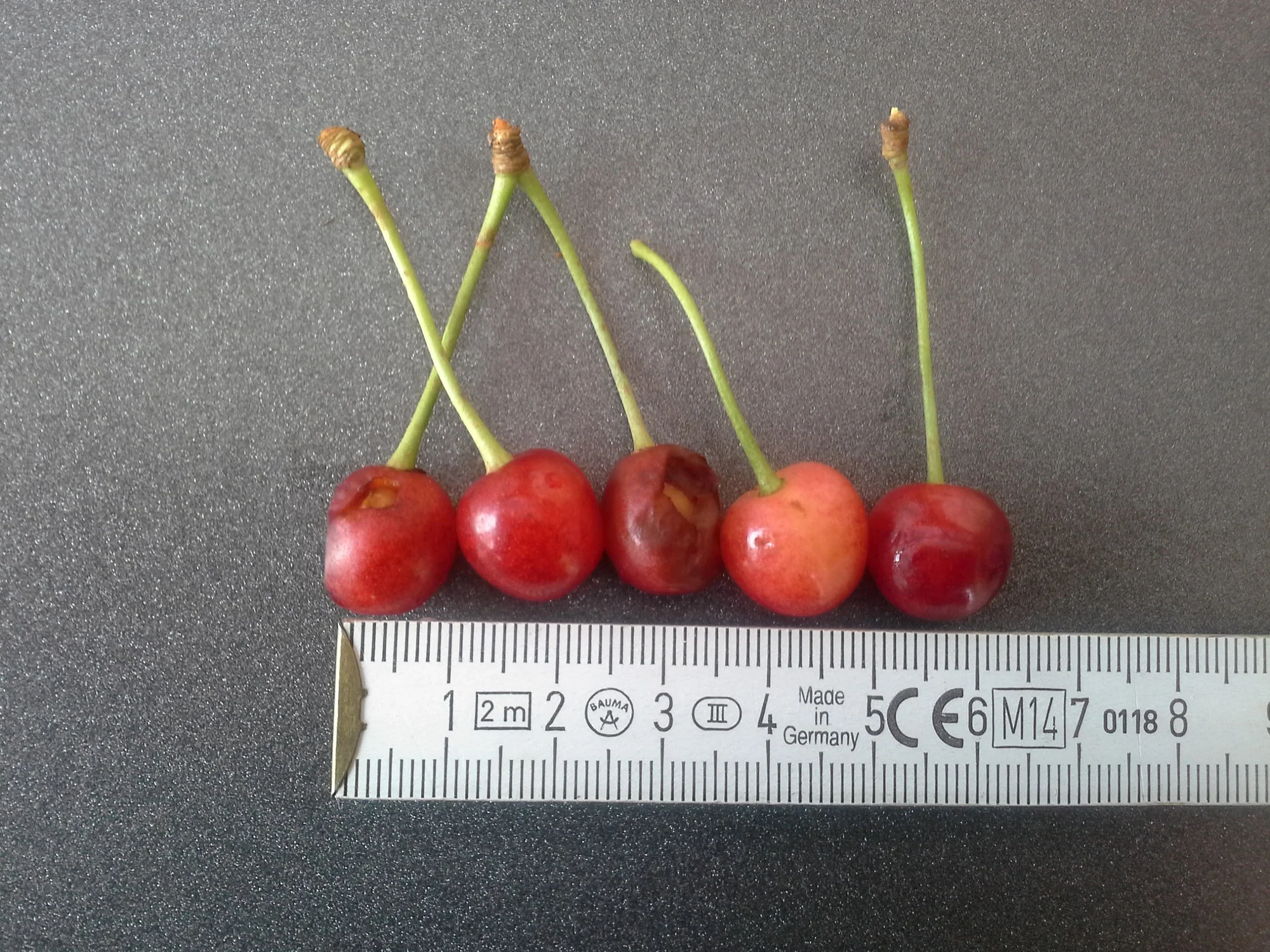 Kirschen mehrere groesse.webp