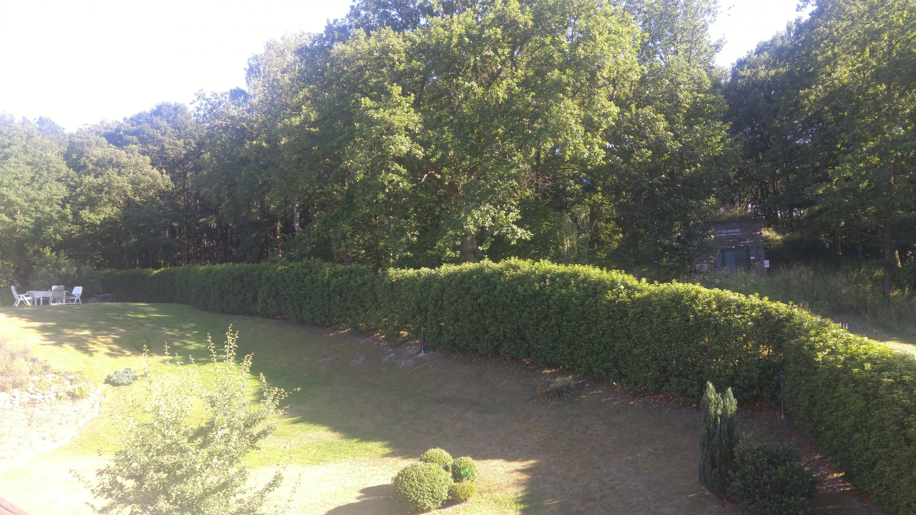 Kirschlorbeer aus Stecklingen für Hecke ziehen