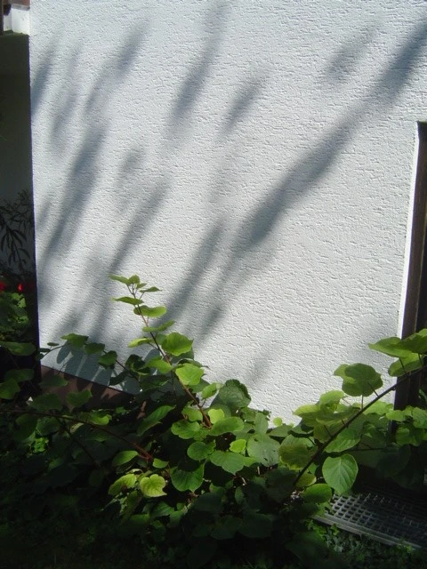 Kiwi blüht nicht seit ca.10 Jahren