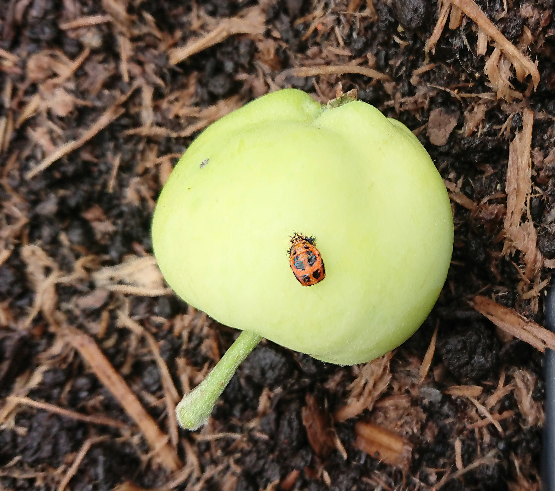 Klarapfel mit Schädling.webp