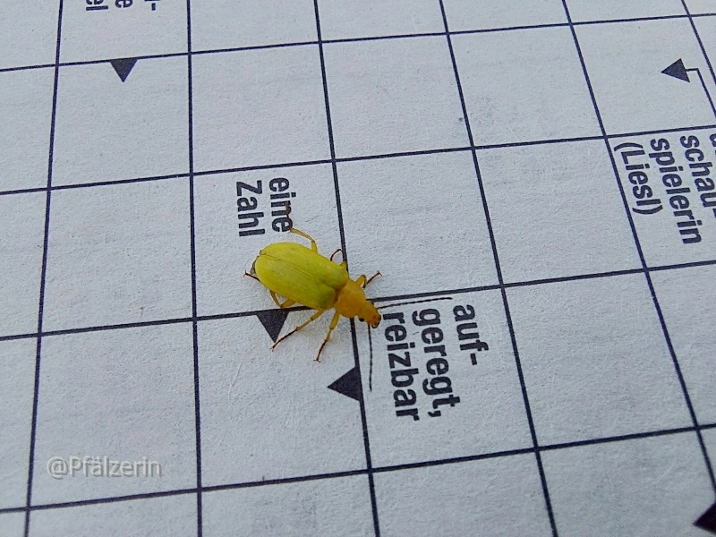 Kleiner Käfer 1.webp