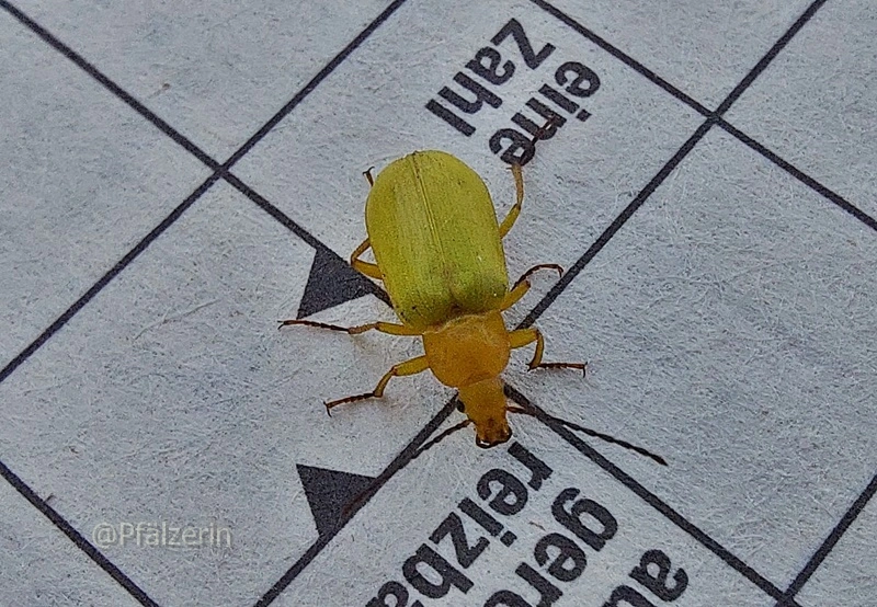 Kleiner Käfer 2jpg.webp