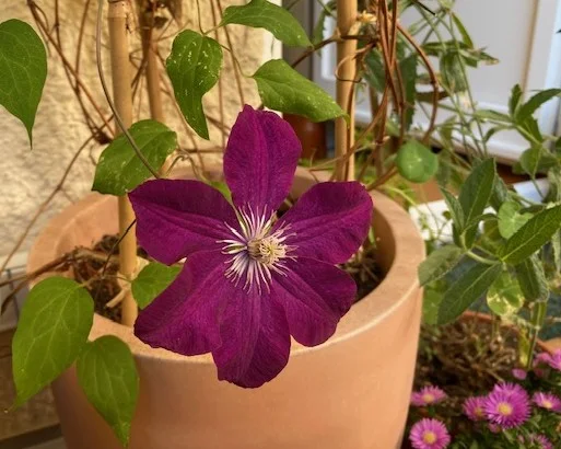 Klematis1.webp
