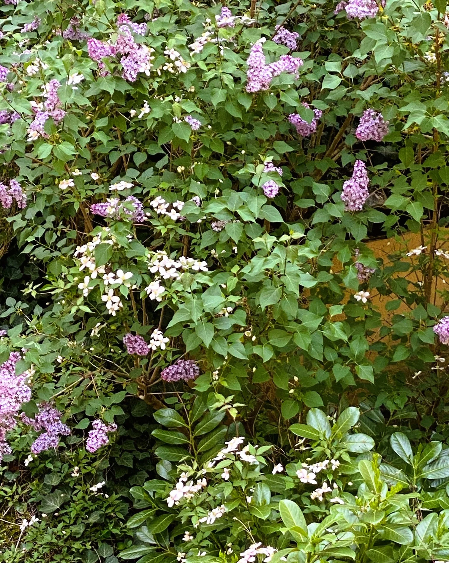 Klematis2.webp