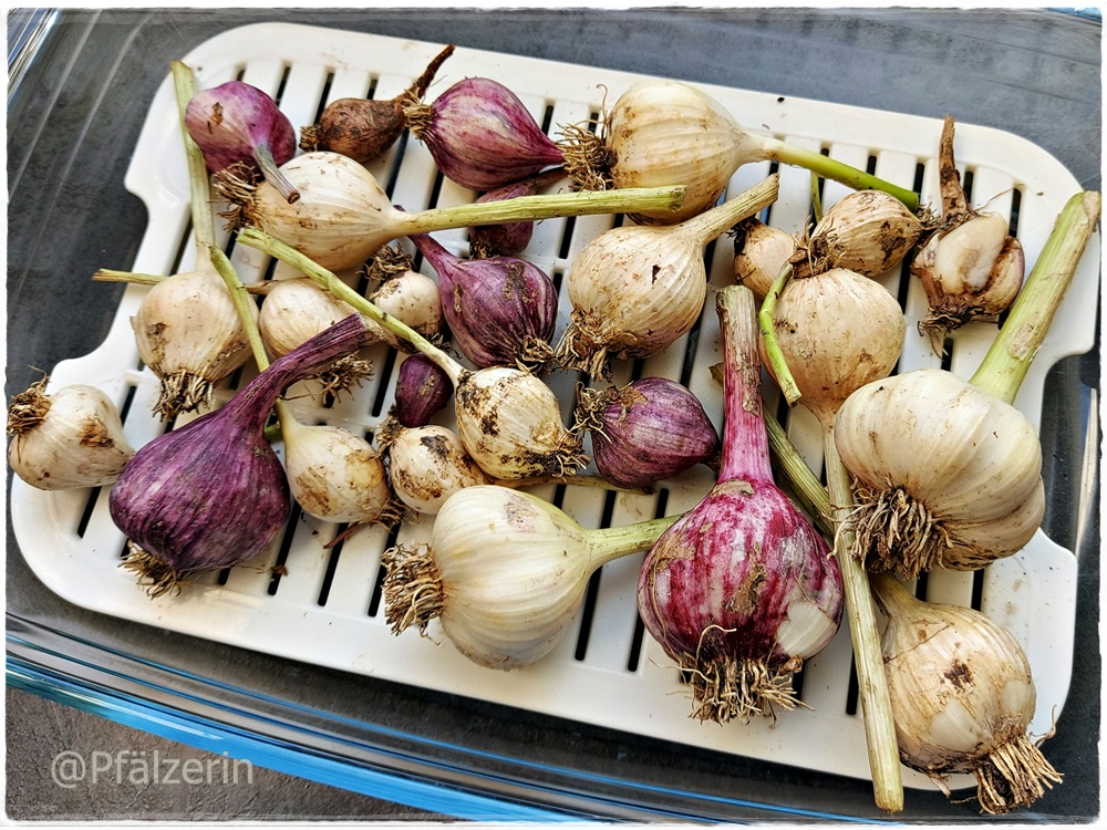 Knoblauchernte 2.jpg