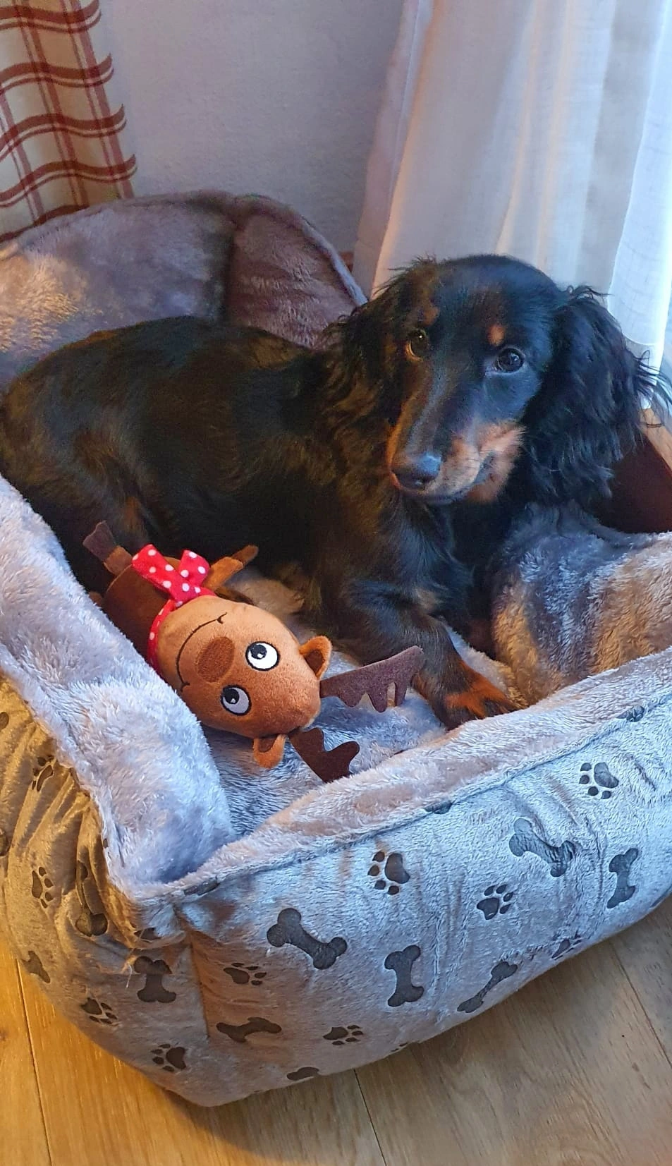 Knuddel-Hund.webp
