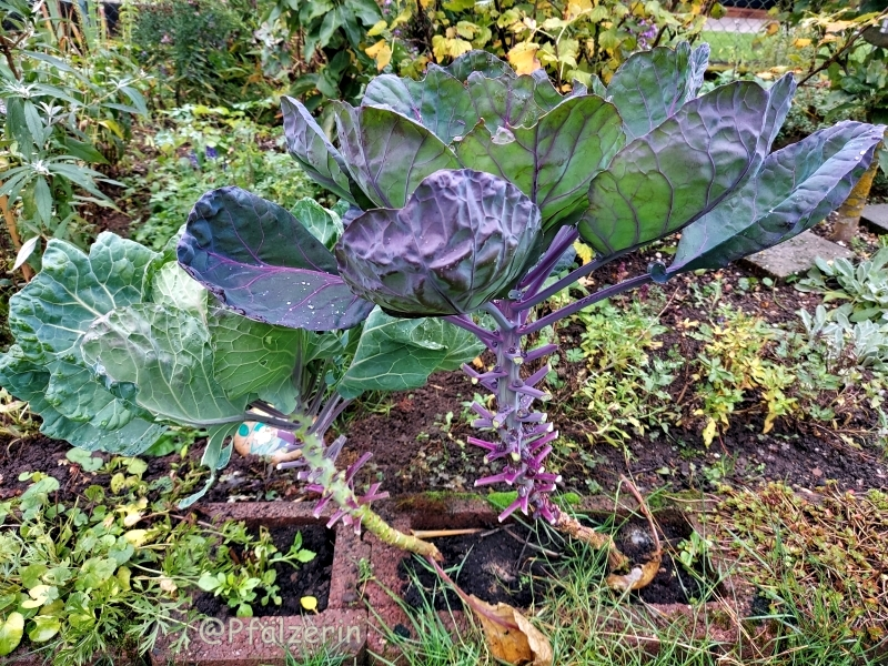 Kohlpflanzen 10.webp