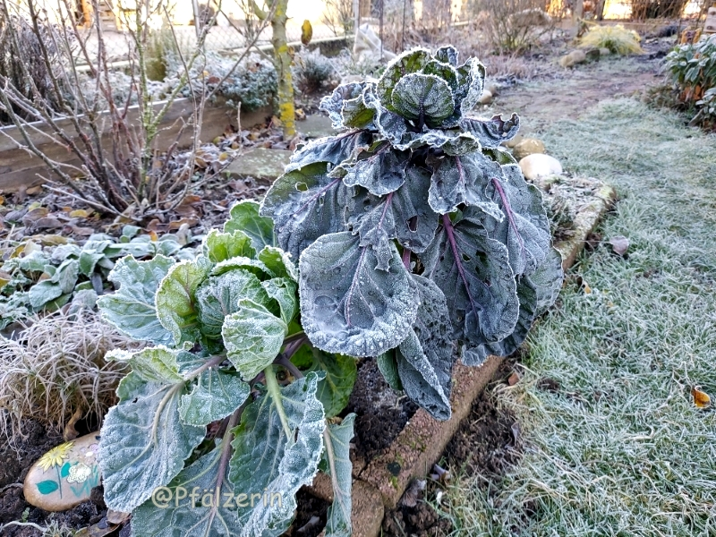 Kohlpflanzen 12.webp