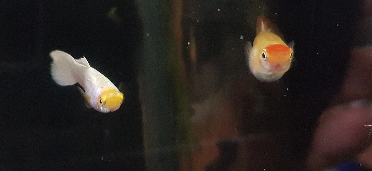 koi x white 2.webp