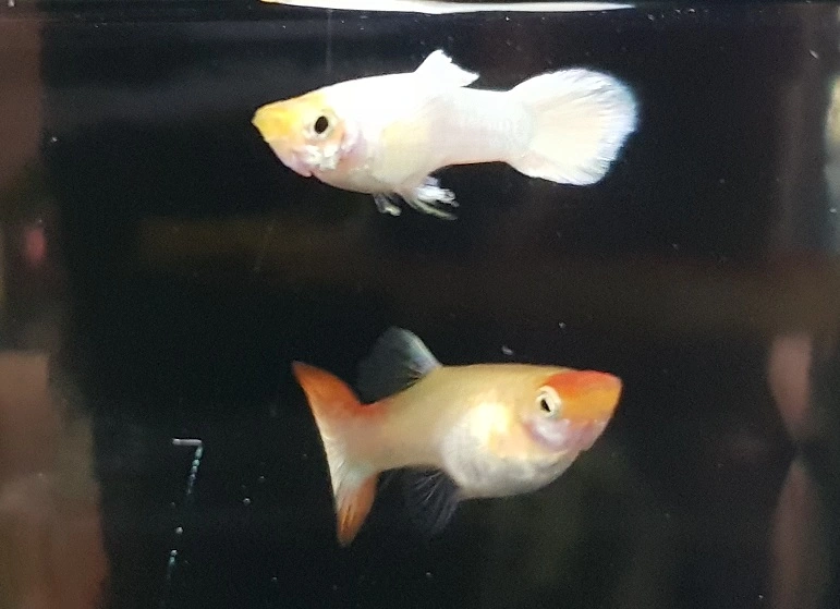 koi x white 3.webp