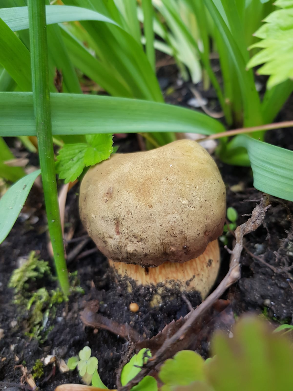 Komischer Pilz