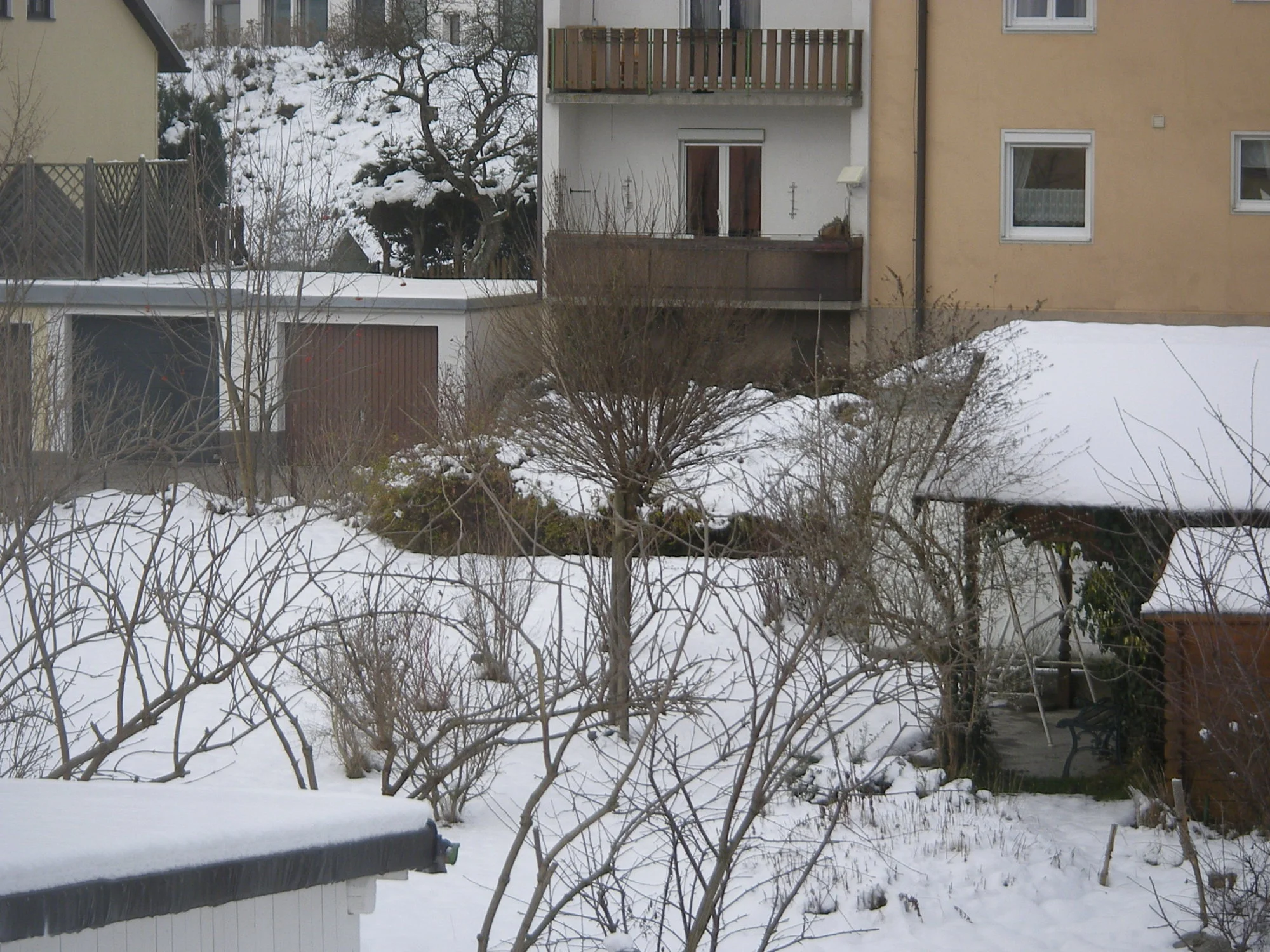 Kopfweide (1).webp