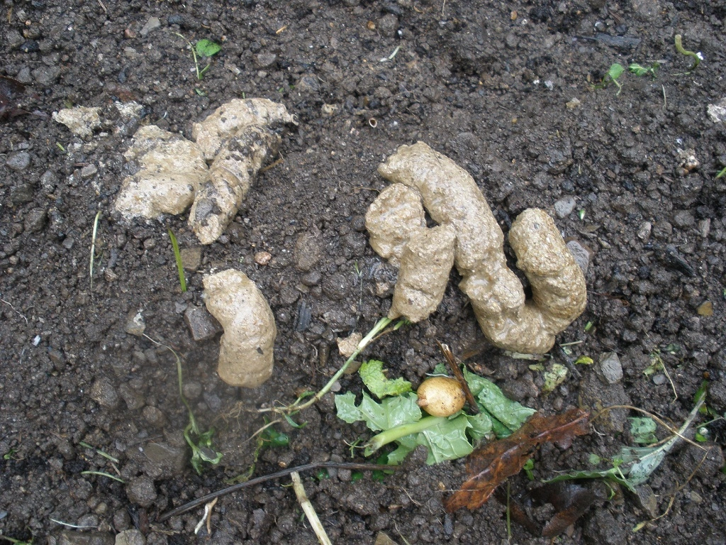 44+ Kot Von Tieren Im Garten, Wer einen igel oder andere tiere in
