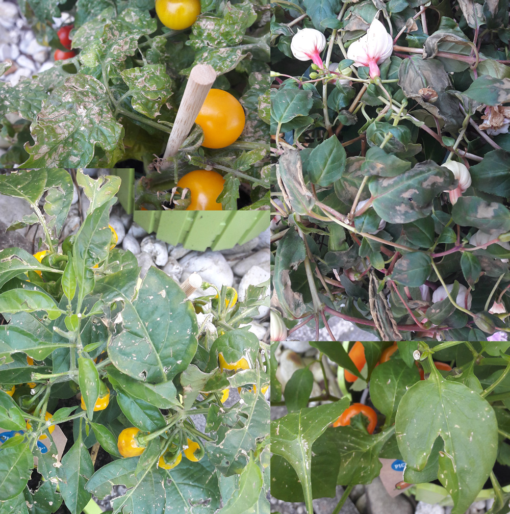 Tomate/Paprika/Chilie Krank?