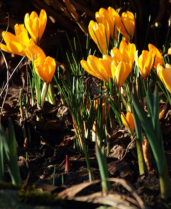 Krokus_orange_Allium_Triebe2_800.webp