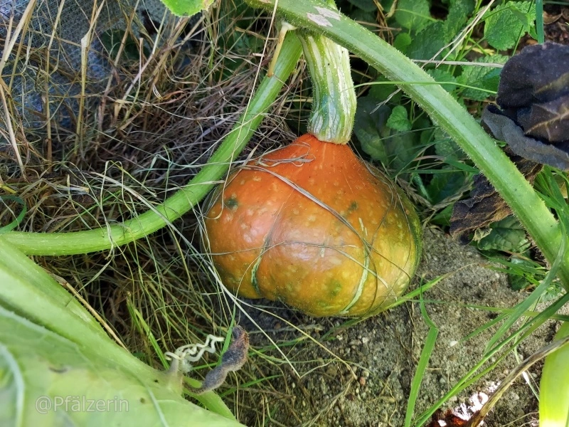 Kürbis im September 5.webp