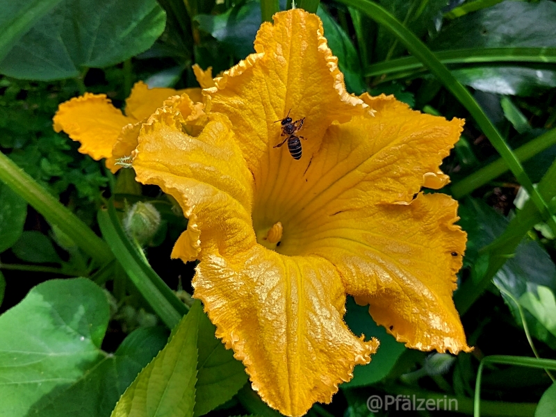 Kürbisblüte 1.webp