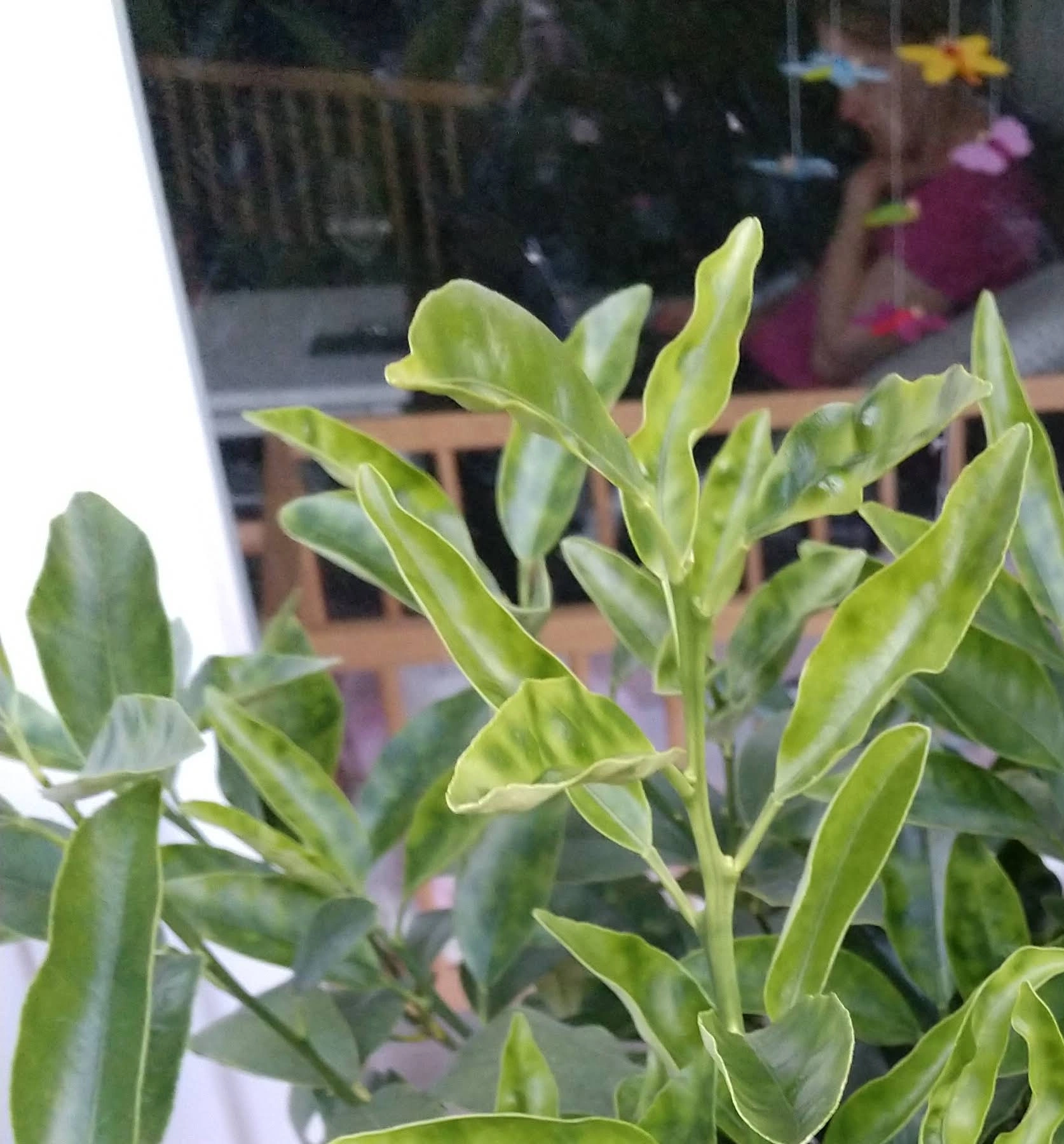 kumquat.webp