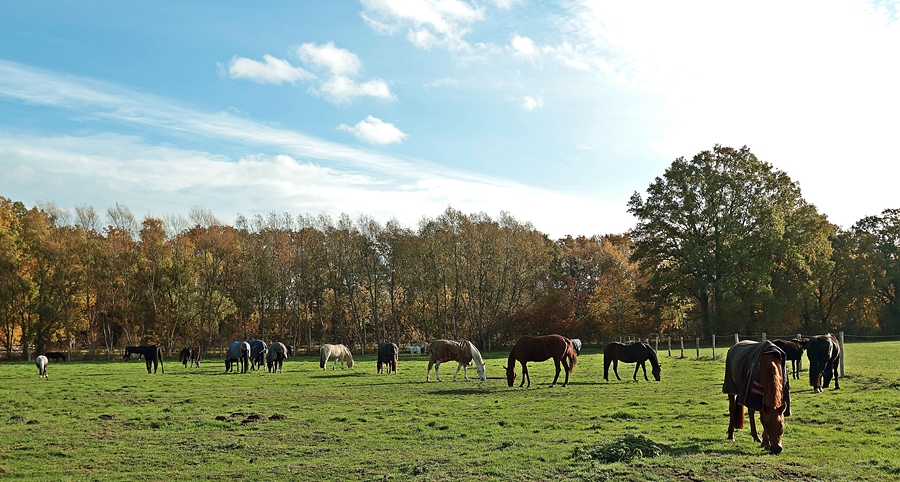 Laufstallherde_Herbst_900.JPG