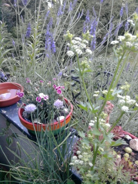 Lavendel 2019.webp