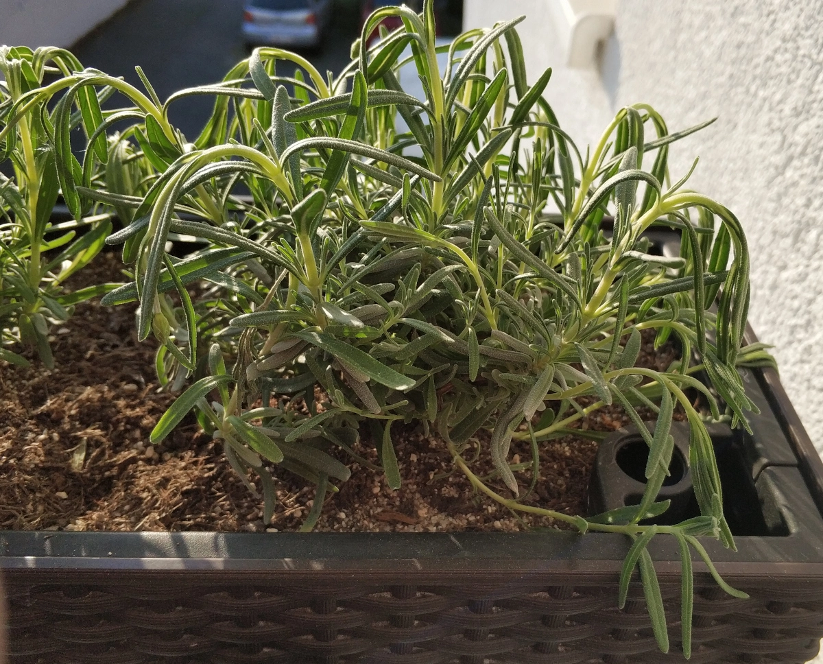 Einschätzung zu Lavendel im Balkonkasten