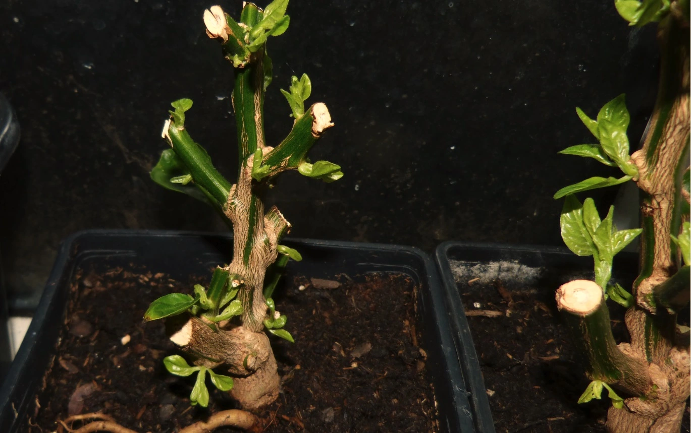 Lemon Bonchis.webp