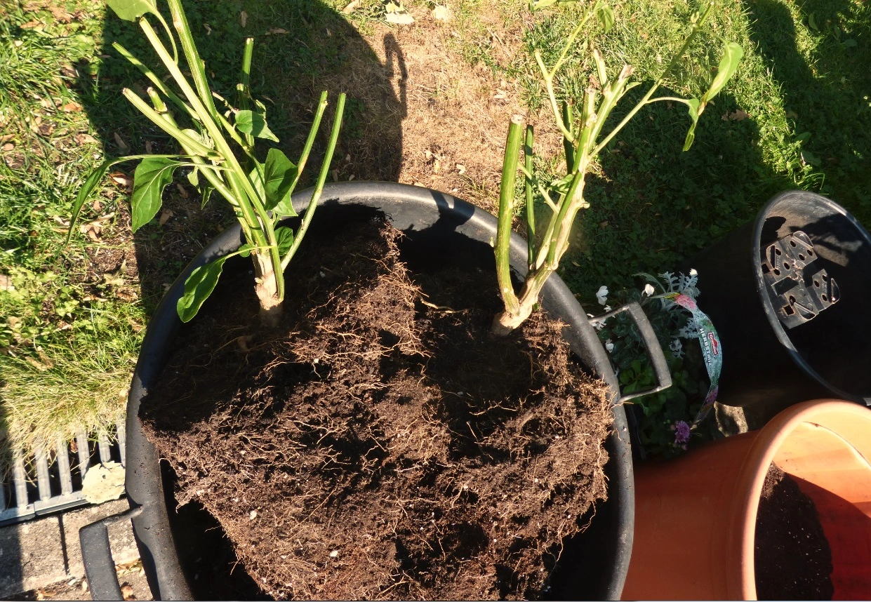 Lemon geteilt.webp
