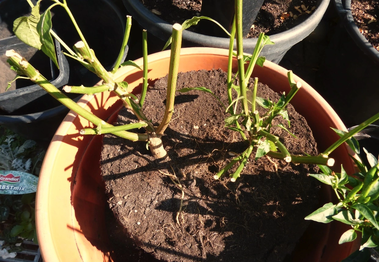 Lemon ohneTopf.webp