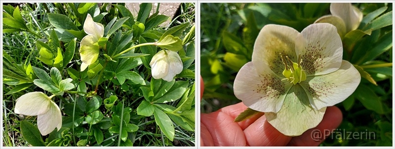 Lenzrose mit weißen einfachen Blüten 1.webp