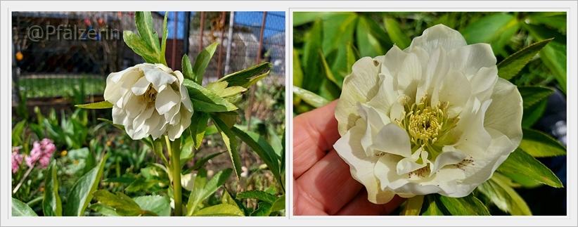 Lenzrose mit weißen gefüllten Blüten 1.webp