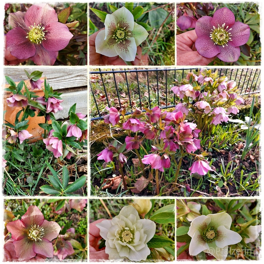 Lenzrosen Collage 1.webp