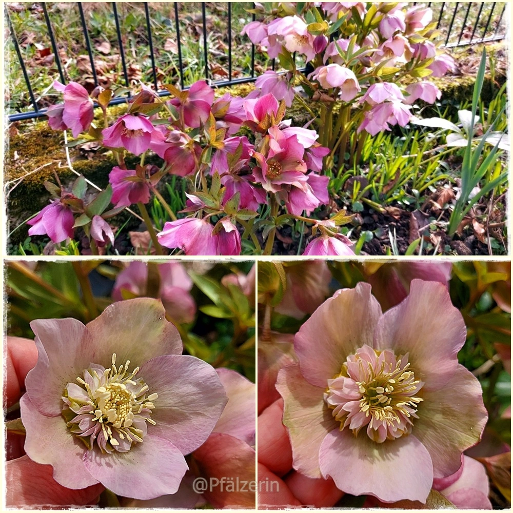 Lenzrosen Collage 2.webp