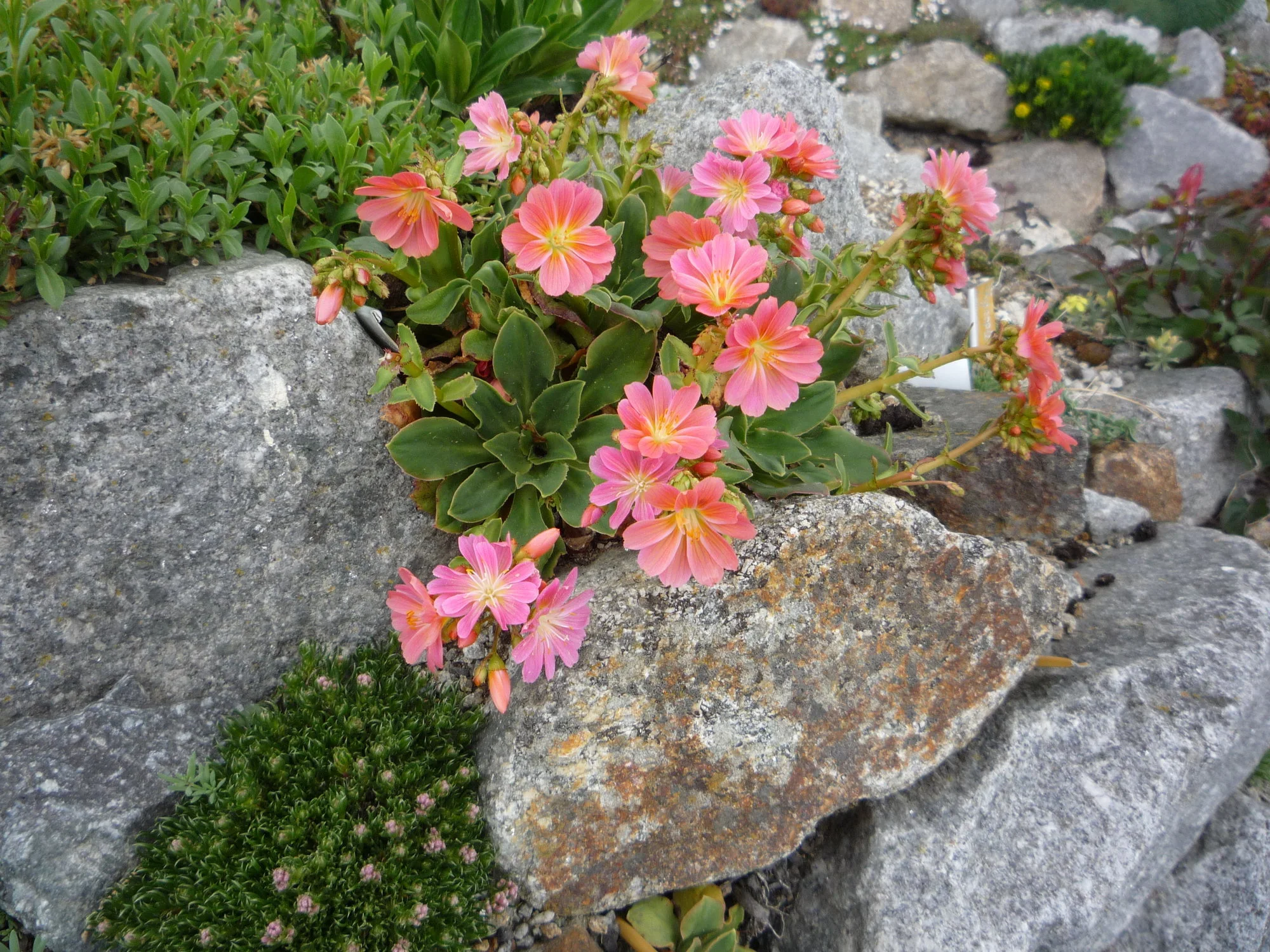 Lewisia Rote Auslese_01.05.2020.JPG