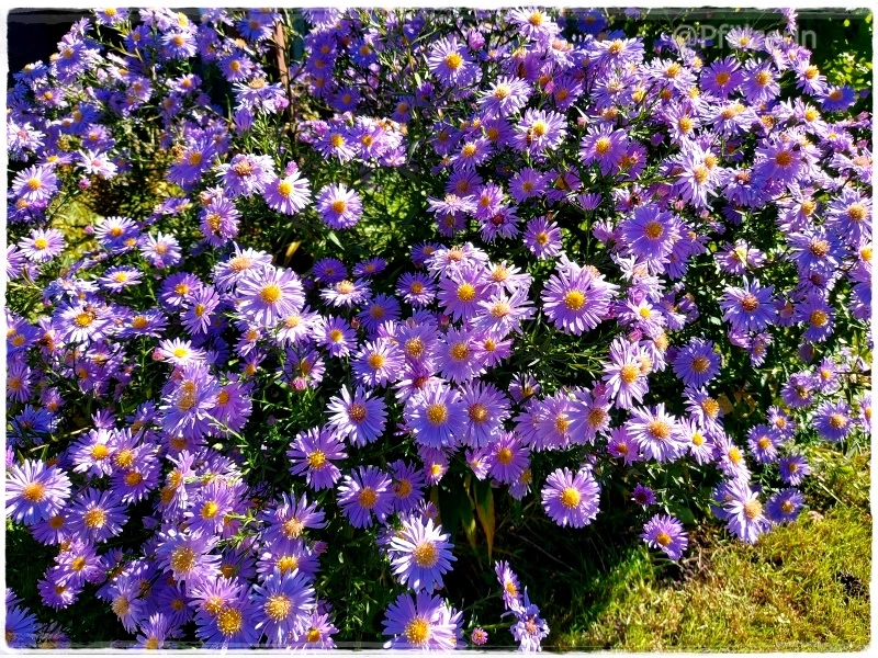 Lila Herbstastern 1.webp