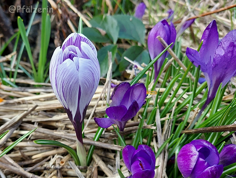 Lila Krokus 2.webp