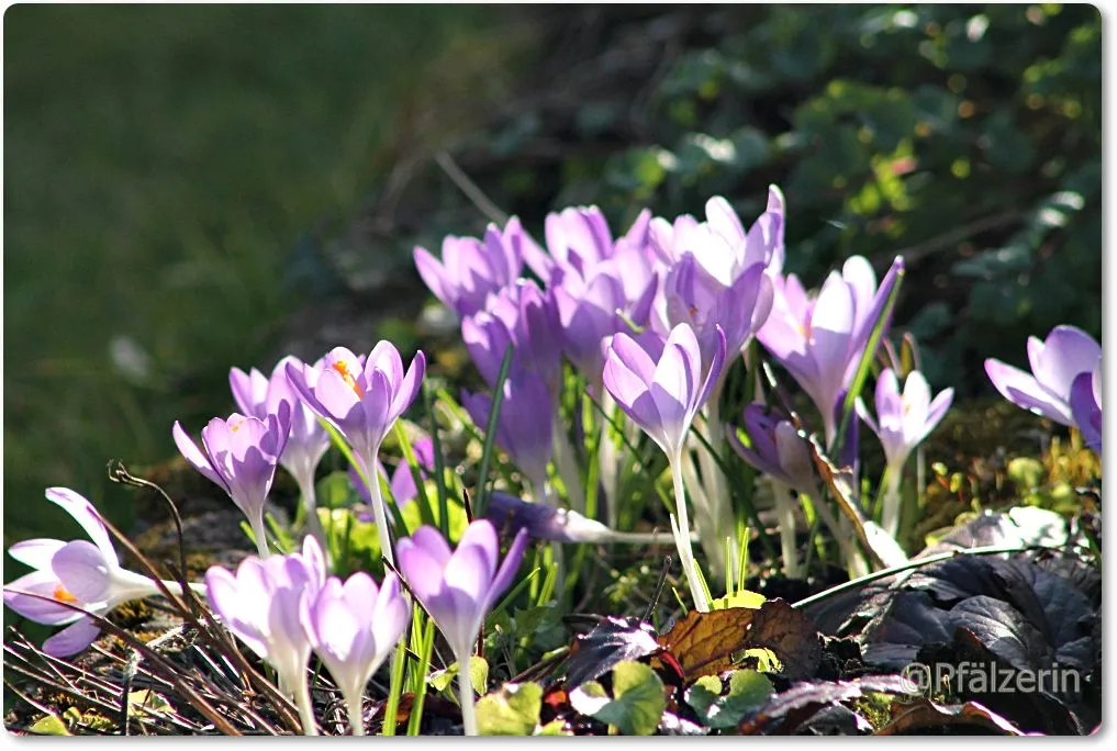 Lila Krokus 3.webp