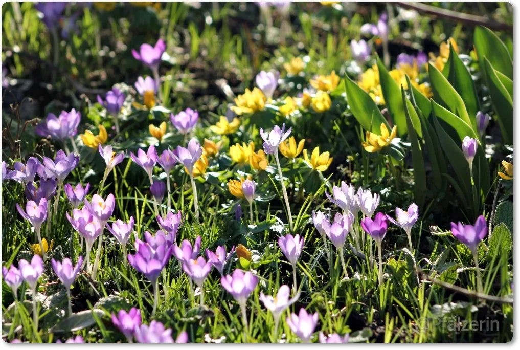 Lila Krokus 5.webp