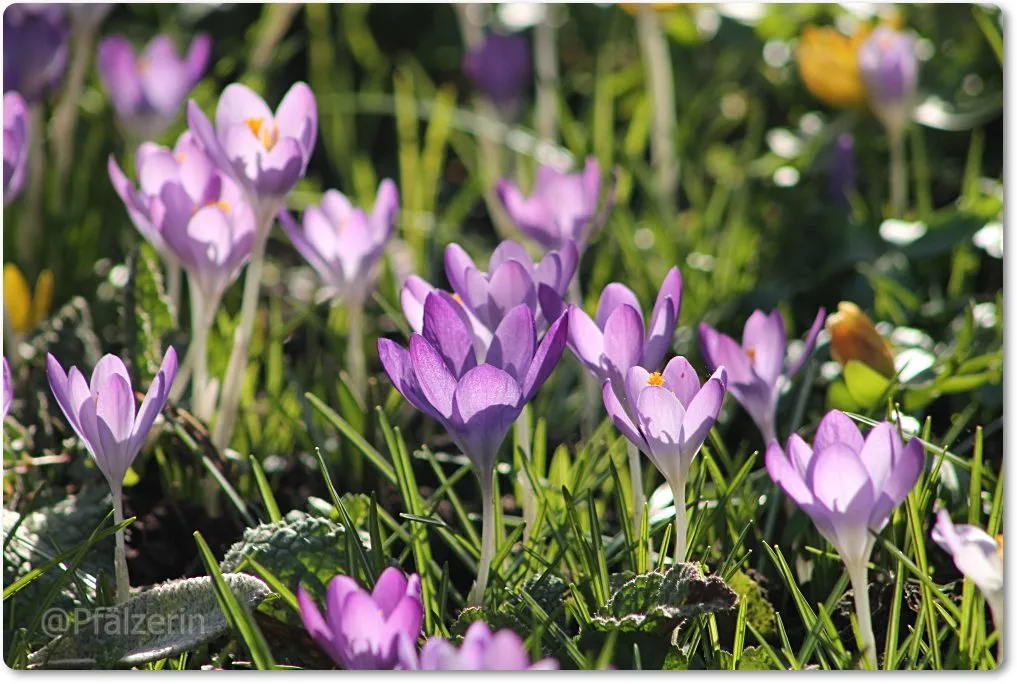 Lila Krokus 6.webp