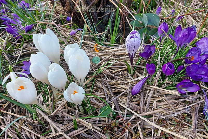 Lila und weißer Krokus 1.webp