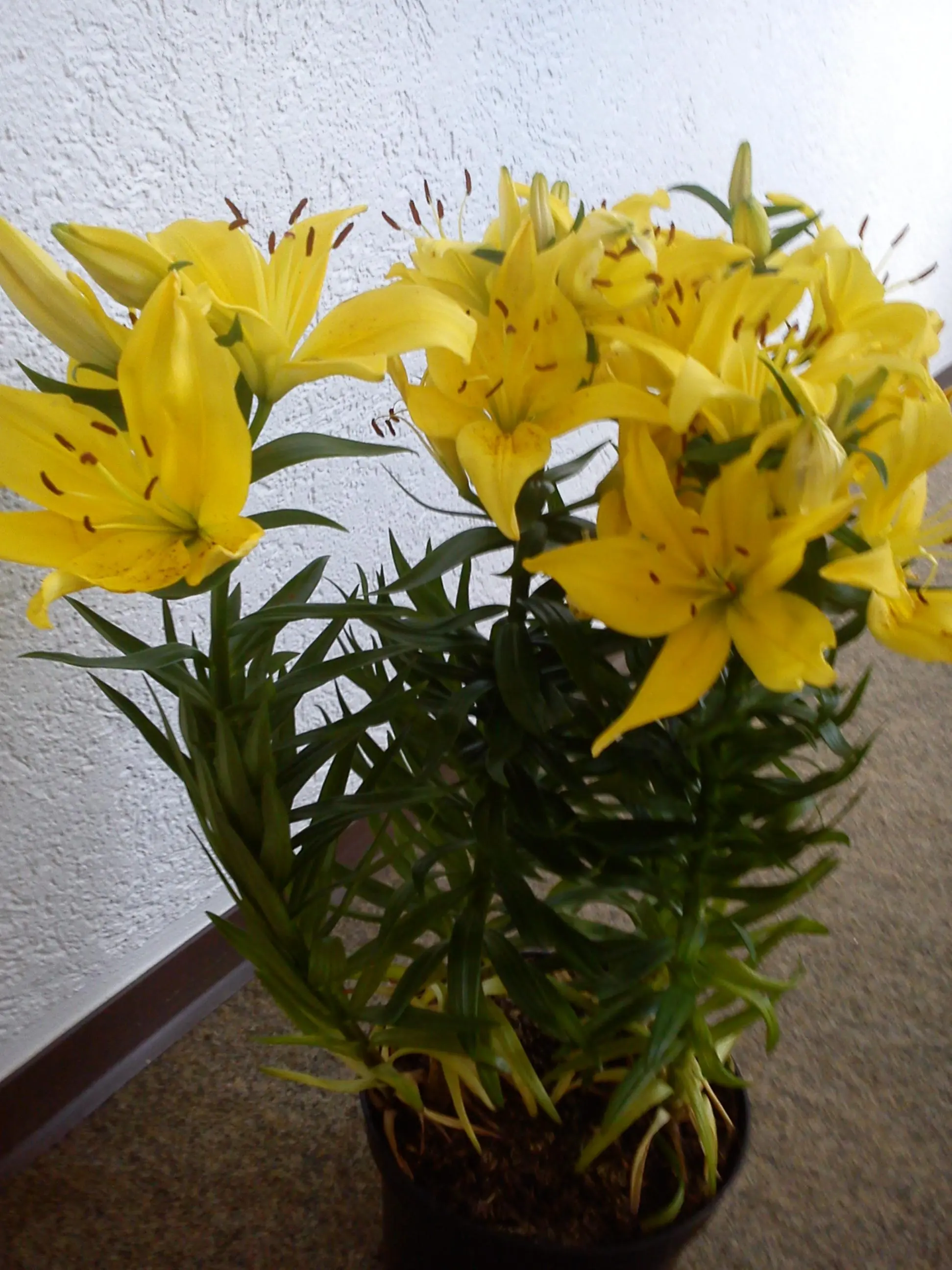 Welche Lilie und noch eine andere zum Bestimmen