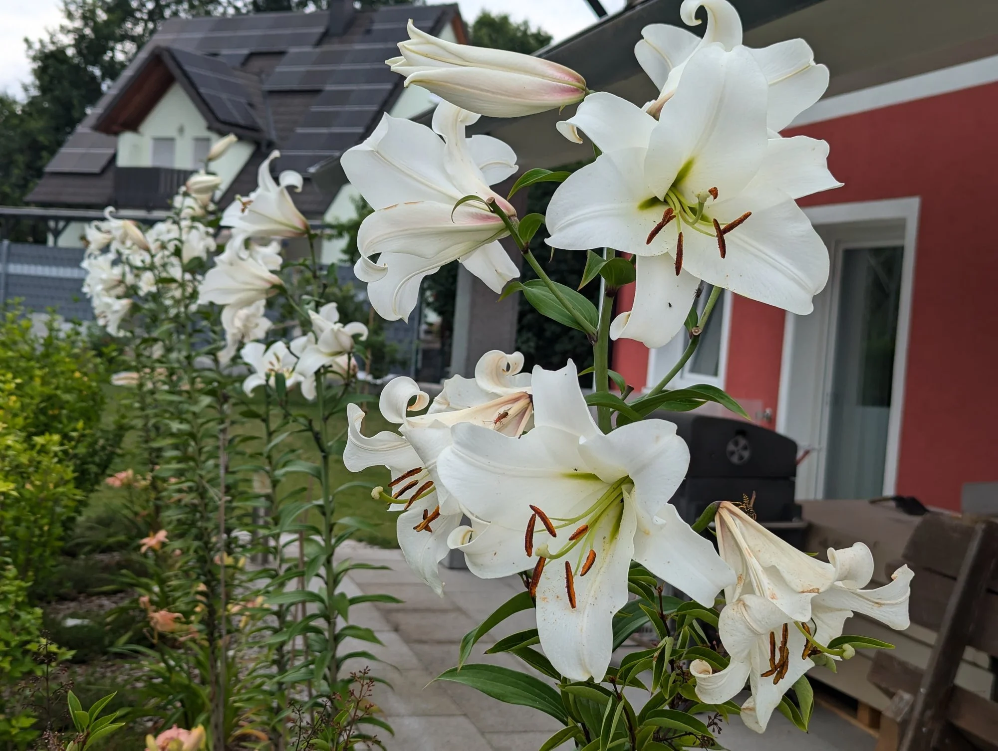 lilie.webp
