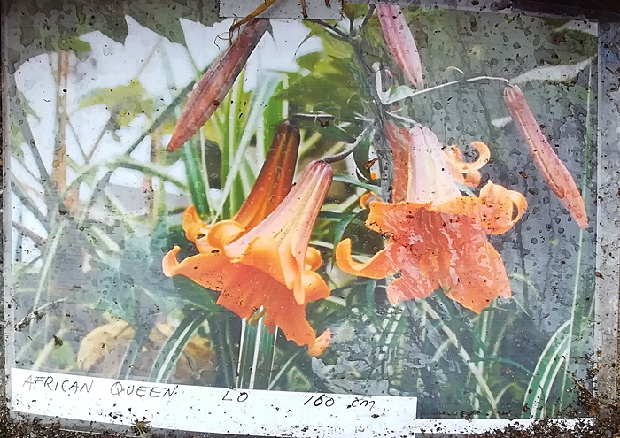 Lilie_African Queen_orange_700.webp
