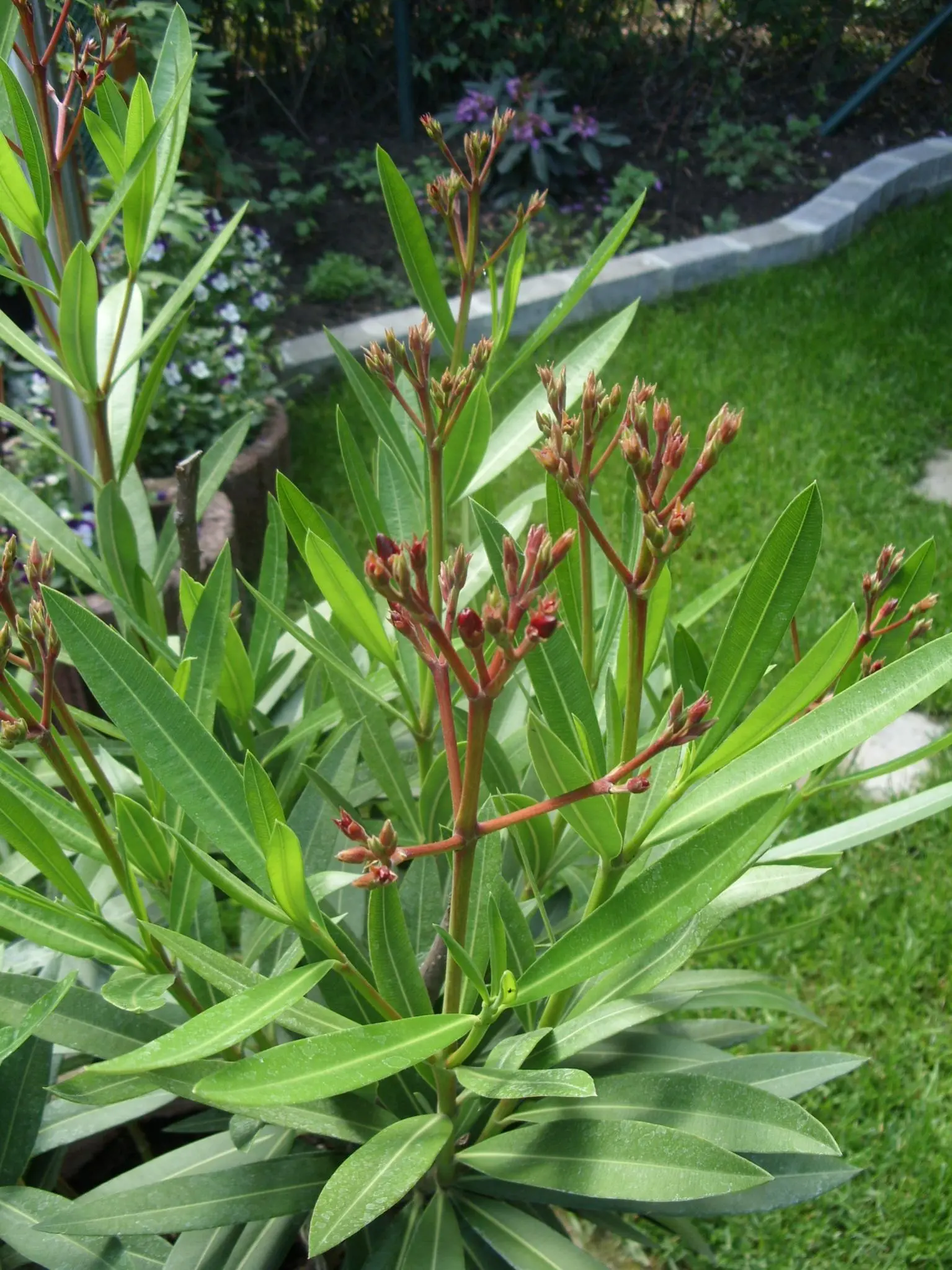 Warum blüht mein Oleander nicht