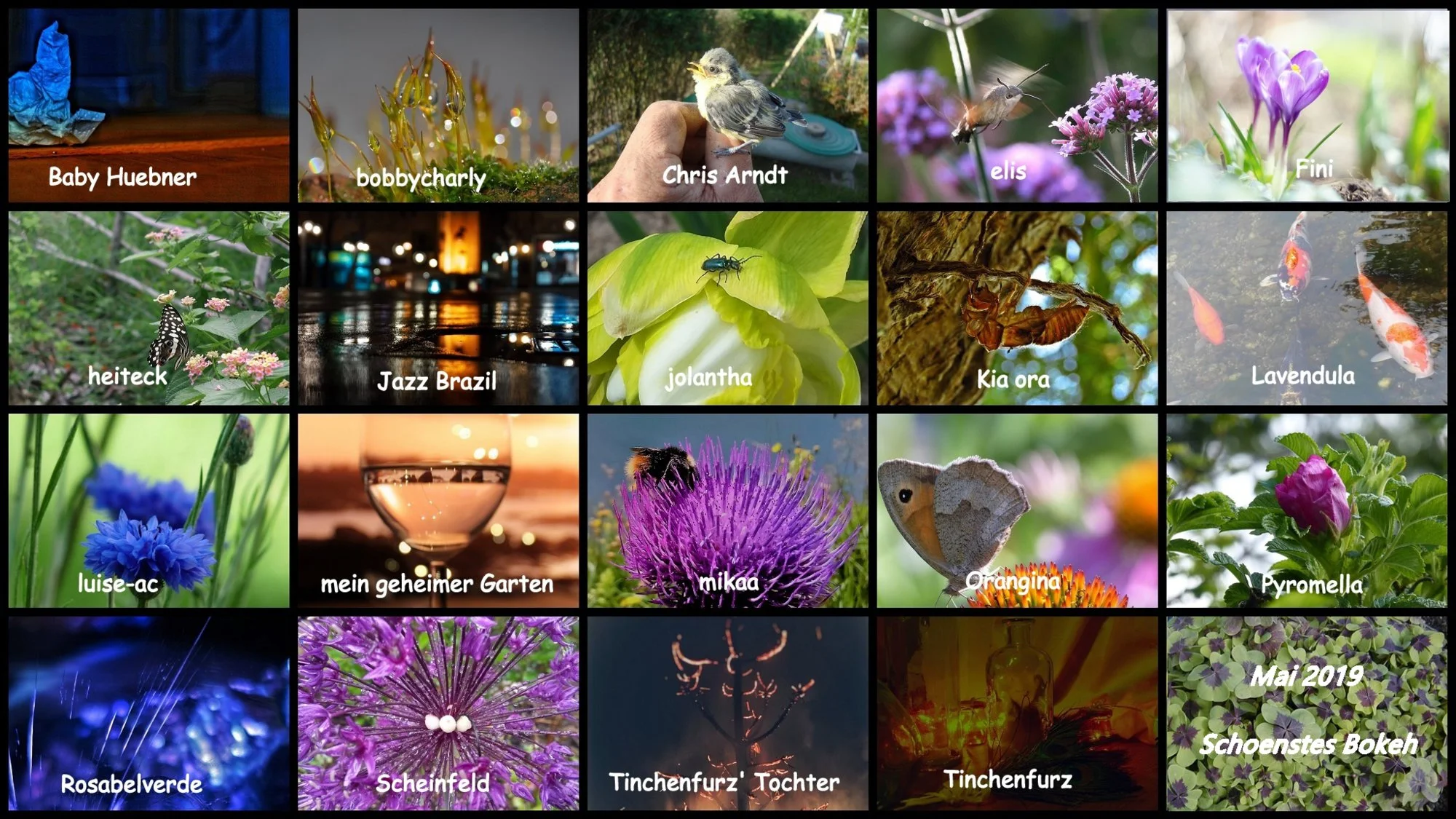 Mai 2019 Euer schönstes Bokeh - Copy.webp